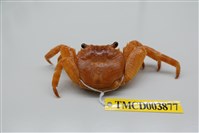 藏品(白紋方蟹)的圖片